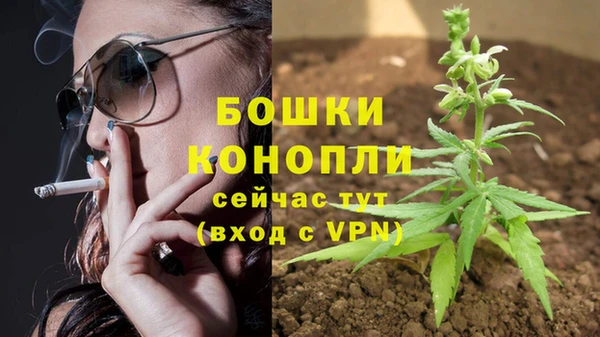 прущие грибы Осинники